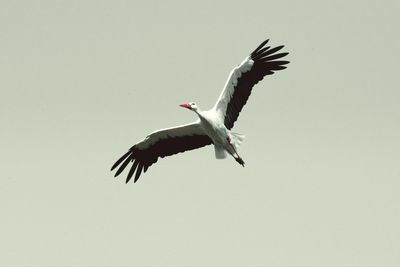 Low angle view of seagull flying in sky