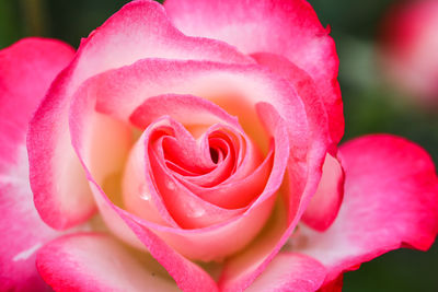 Close-up of pink rose