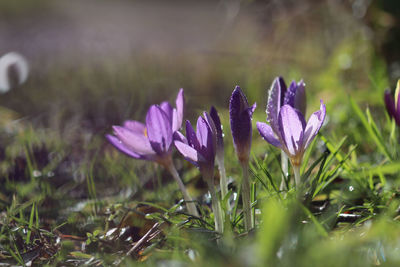 Close-up of purple crocus flowers on field