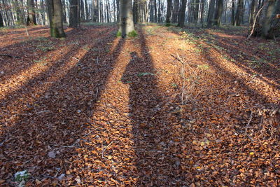 Shadow of tree on field in forest