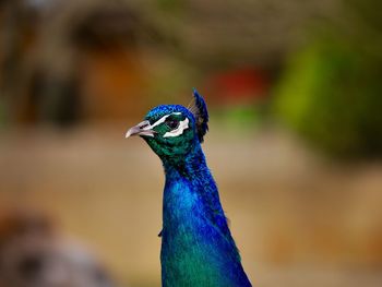 Close-up of peacock