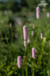 Close-up of purple flowering plant on field