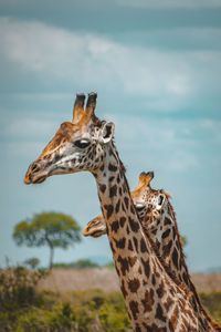 Low angle view of giraffe against sky