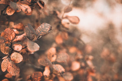 Autumn scene with orange leaves and blurred brown branches