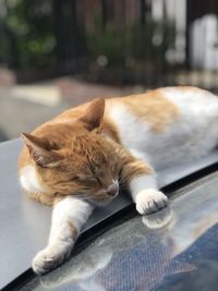 Cat sleeping