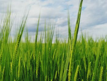 Close-up of crop in field