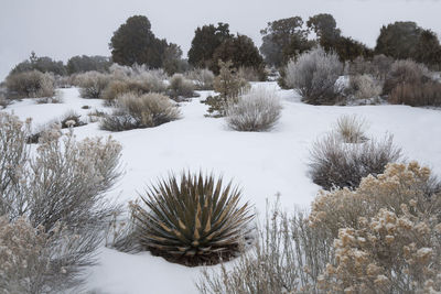 Trees on snow covered field against sky