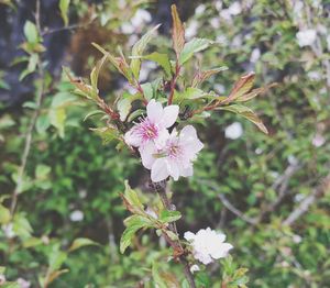 Close-up of flowers blooming on tree