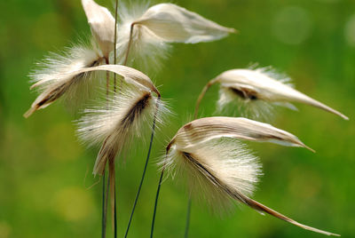 Close-up of dandelion on plant