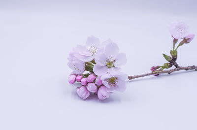 Close-up of pink cherry blossom against white background