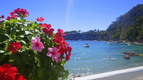 Close-up of pink flowering plants by sea against sky