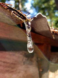 Close-up of frozen plant