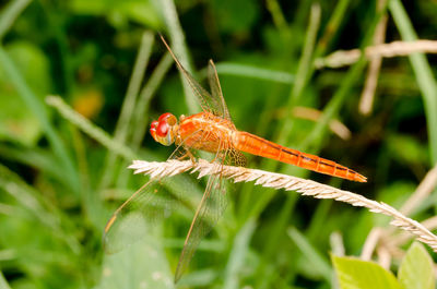 Close-up of insect on plant