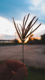 Close-up of hand holding dandelion against sky during sunset