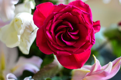 Close-up of red flower blooming outdoors