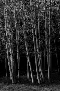 View of bamboo trees in forest