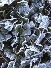 Full frame shot of snow covered plants