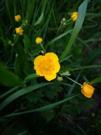 Close-up of yellow flowers blooming outdoors