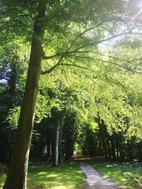 Trees in park