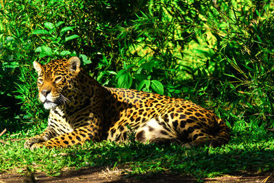 Cat relaxing on field