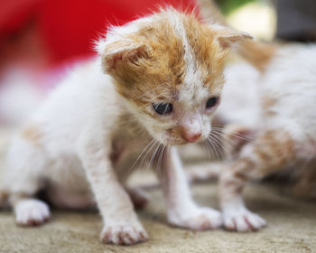 Close-up of kitten