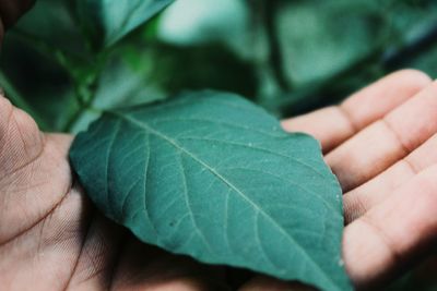 Close-up of hand holding leaf