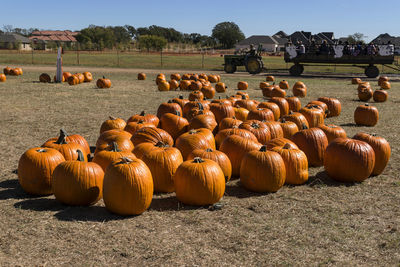 View of pumpkins on field