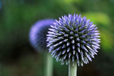 Close-up of purple flowering plant