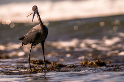 Bird perching on sea shore