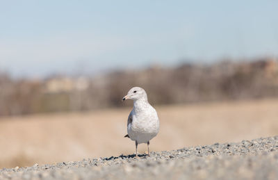 Close-up of bird perching on sand