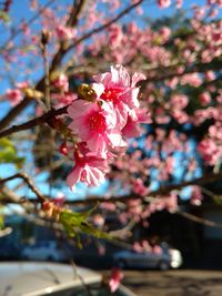 Close-up of pink cherry blossom