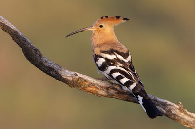 Close-up of bird perching on branch