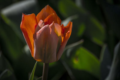 Close-up of day lily blooming outdoors