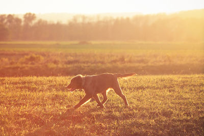 Dog walking on field during sunset