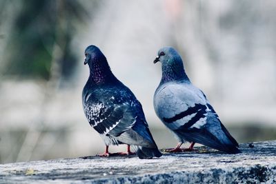 Close-up of pigeons perching on retaining wall