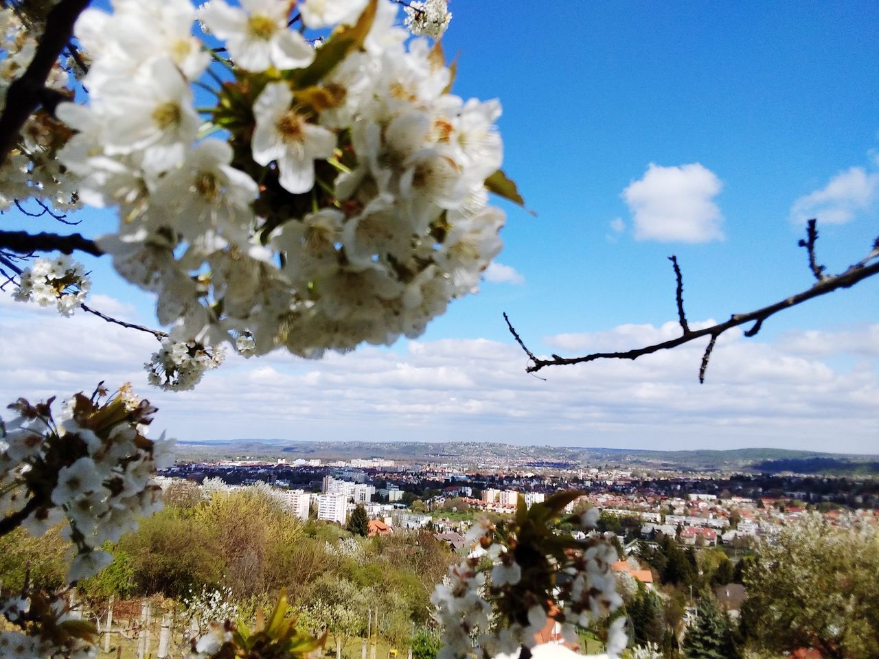 flower, plant, nature, blossom, flowering plant, sky, beauty in nature, tree, spring, growth, cherry blossom, cloud, fragility, freshness, springtime, day, branch, architecture, no people, outdoors, building exterior, sunlight, scenics - nature, city, built structure, white, blue, leaf, landscape, sea