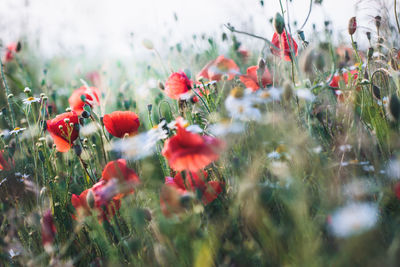 Close-up of red poppy flowers in field