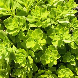Full frame shot of green leaves