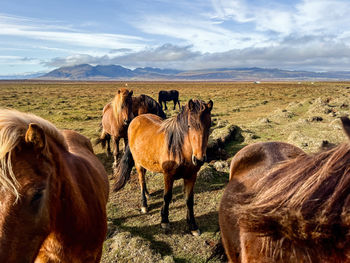 Icelandic horses in the field in iceland