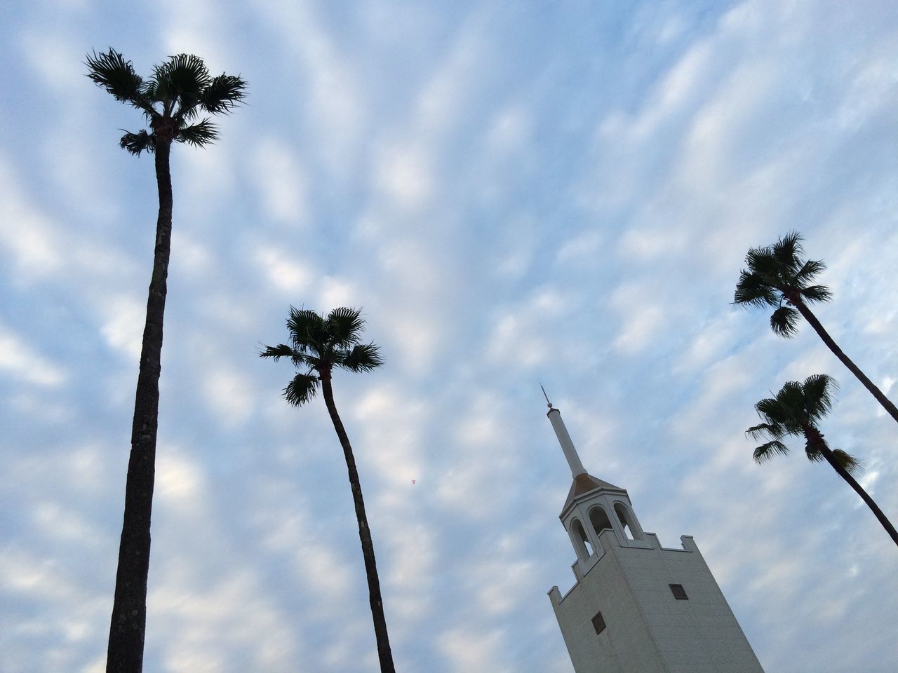 low angle view, sky, tree, palm tree, cloud - sky, growth, built structure, cloud, cloudy, architecture, building exterior, nature, tall - high, tree trunk, no people, day, outdoors, branch, silhouette, beauty in nature