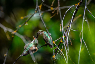 Close-up of a bird on branch