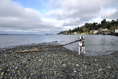 Great dane carrying wood at lakeshore against sky