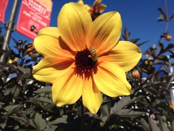 Close-up of flower blooming outdoors