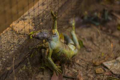 High angle view of lizard