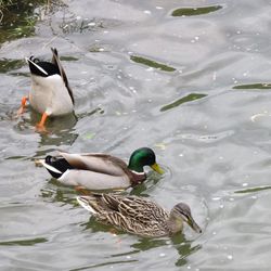 Ducks in water