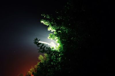 Low angle view of trees at night