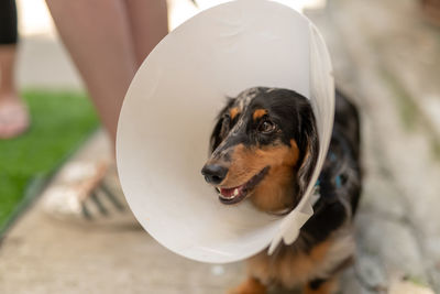 Close-up of dog looking at camera