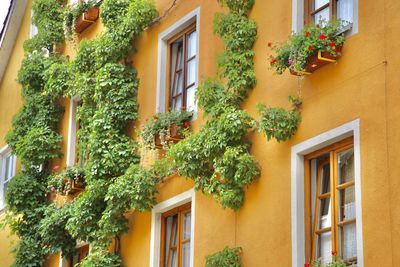 Plants growing outside building