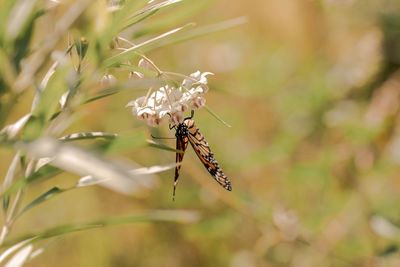 Close-up of butterfly pollinating on flower