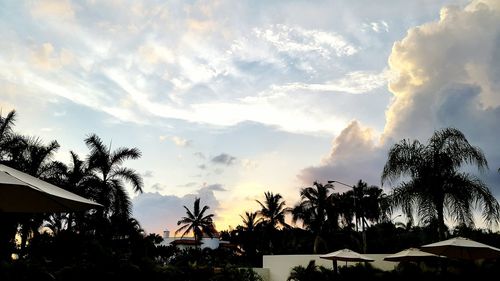 Low angle view of palm trees against cloudy sky